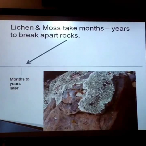 Primary vs Secondary Succession Individual Lesson