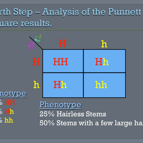 Genetics I: Incomplete Dominance Crosses