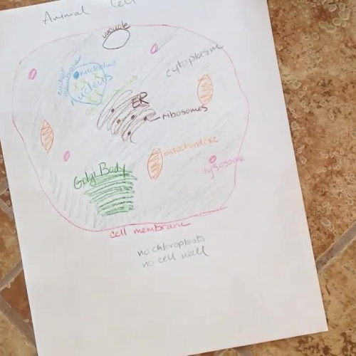 Animal Cell drawing = Honors