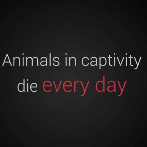 Animal Cruelty PSA || English 10H || V.2