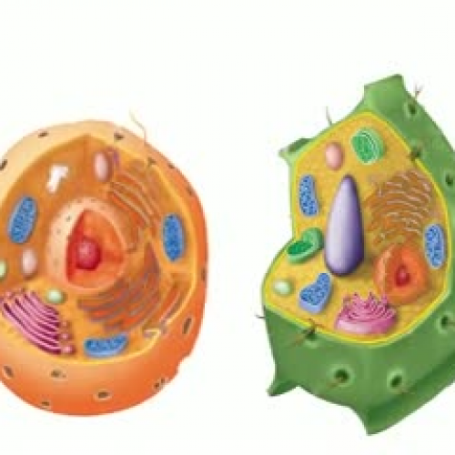 parts of the  cell rap
