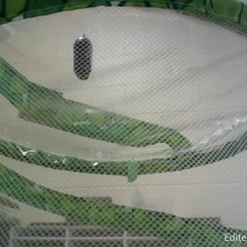 "Buddy"the butterfly emerging from his chrysalis