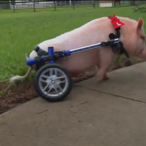 chris p bacon pig on wheels