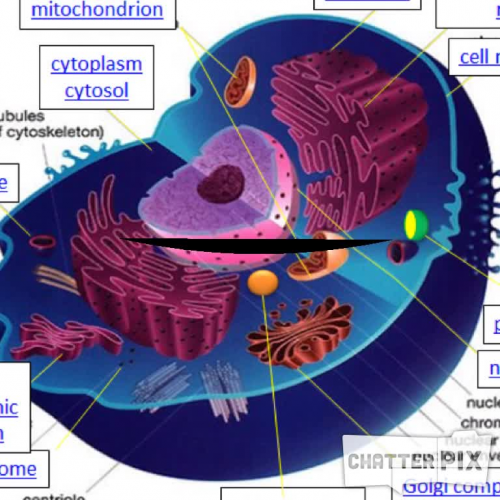 Dominic Cell Research
