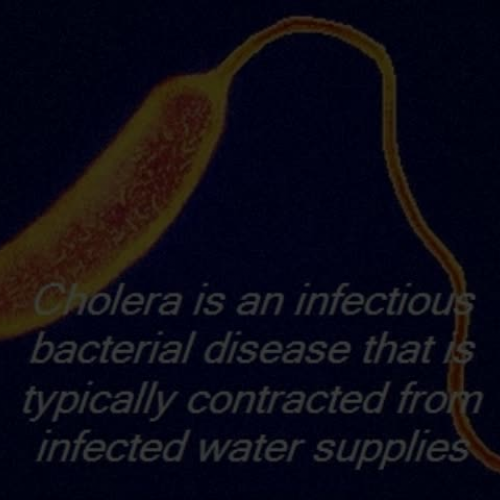 Cholera PSHA - HLT515 