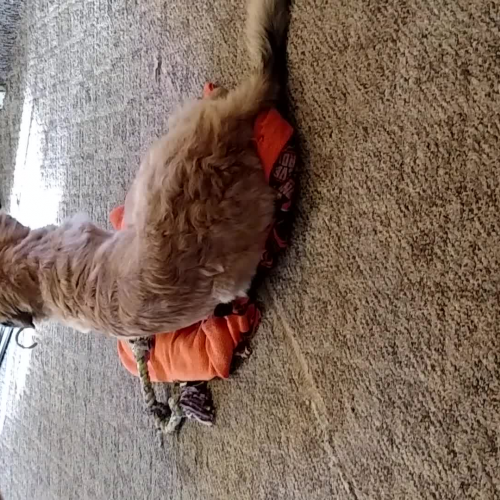 What NOT to allow your puppy to do!