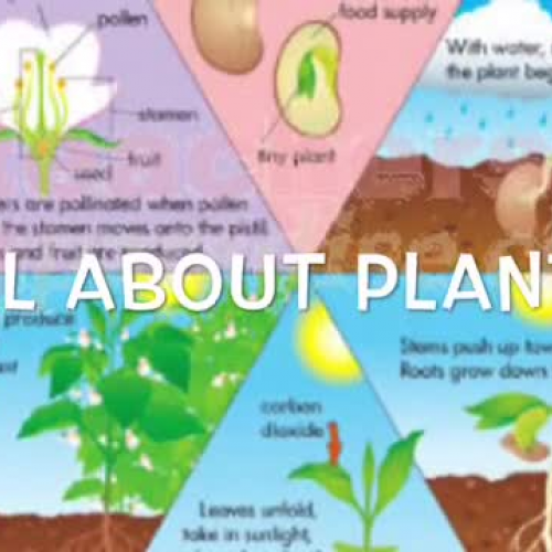 OCSD5 Big Idea:  All About Plants by Mrs. Graham's First Grade Class (Sheridan)