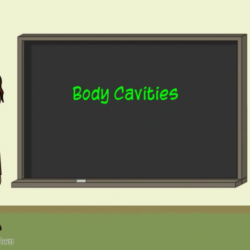 Body Cavities for Anatomy and Physiology