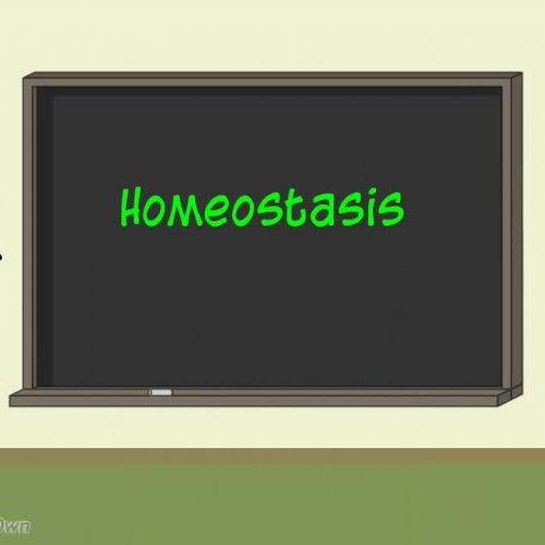 Homeostasis for Anatomy and Physiology