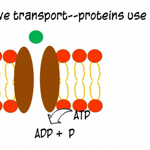 Cell Transport for Anatomy and Physiology