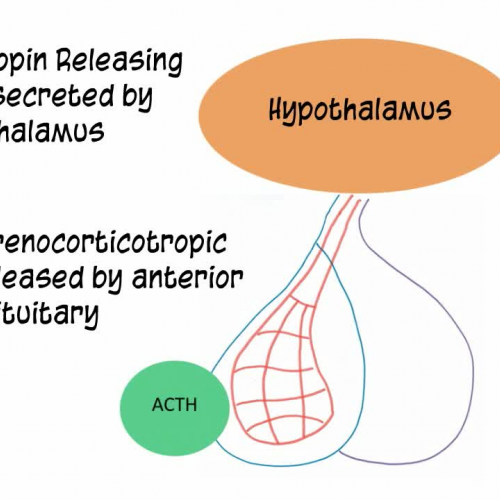 Endocrine System: Adrenocorticotropin Hormone for Anatomy and Physiology