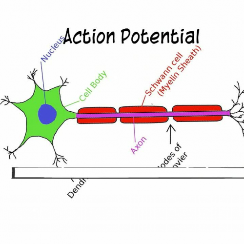 Anatomy and Physiology: Nervous System: Generation of an Action Potential