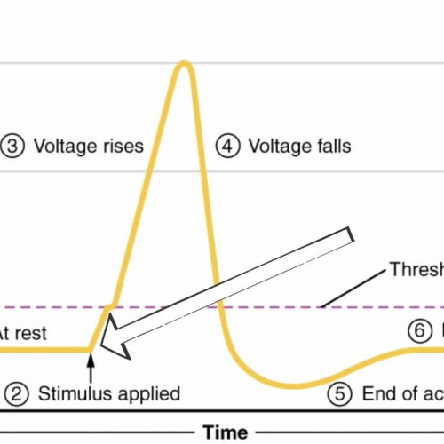 Anatomy and Physiology: Nervous System: Generation of an Action Potential