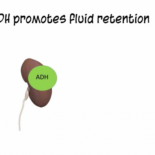 Anatomy and Physiology: Endocrine System: Antidiuretic Hormone (ADH)