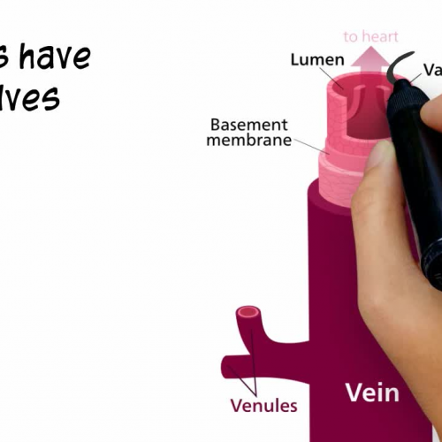 Anatomy and Physiology: Circulatory System: Arteries and Veins