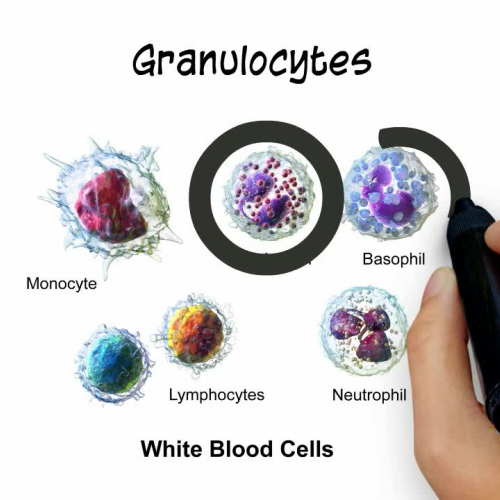 Anatomy and Physiology: The Blood