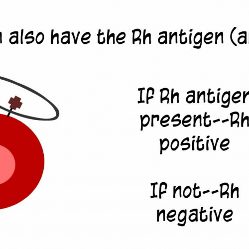 Anatomy and Physiology: Blood Typing