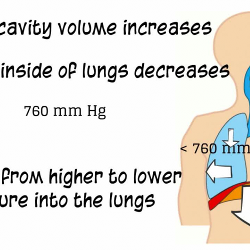 Anatomy and Physiology: Respiratory System: Breathing Mechanics