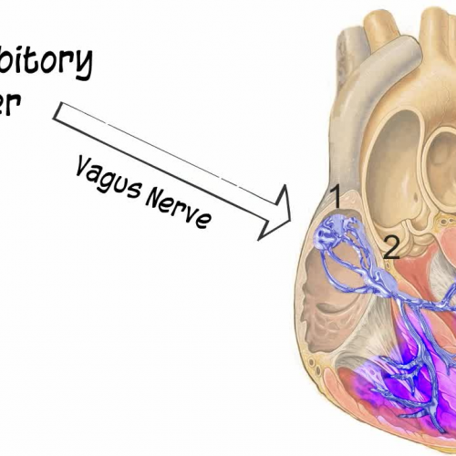 Anatomy and Physiology: Cardiovascular System: Cardiac Control Center