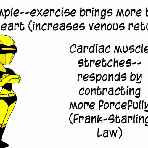 Anatomy and Physiology: Cardiovascular System: Cardiac Output and Starling's Law 