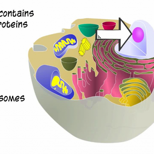 Anatomy and Physiology: Cell Organelles