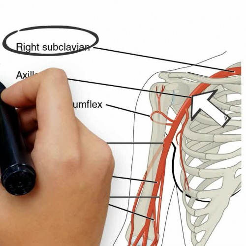 Anatomy and Physiology: Circulatory System: Arteries and Vein Anatomy