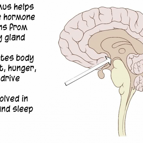 Anatomy and Physiology: Nervous System: Central Nervous System Anatomy