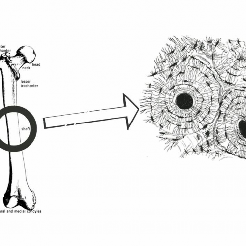 Anatomy and Physiology: Connective Tissue