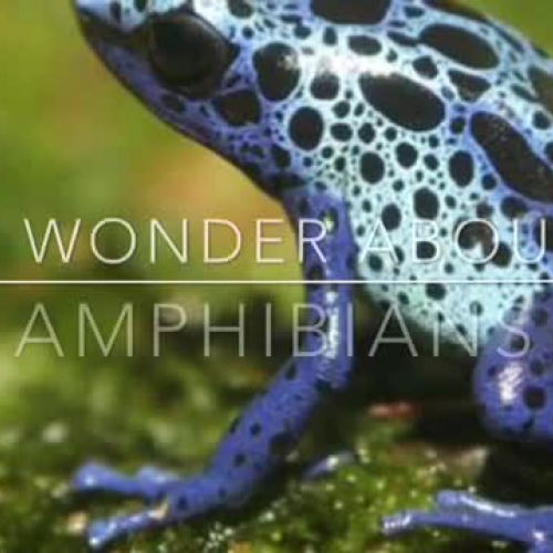 OCSD5 BIG IDEA:  I Wonder About Amphibians (Sheridan) Mrs. James' Second Grade Class