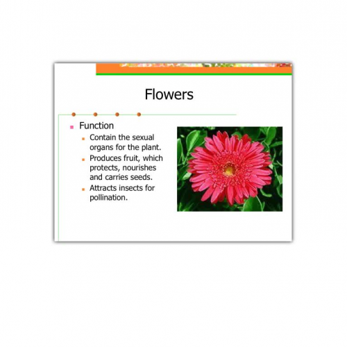 Plant Notes - Flowers