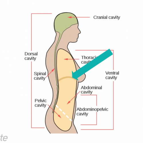 Anatomy and Physiology: Body Cavities 