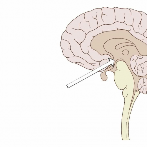 Nervous System: Anatomy of the Brain