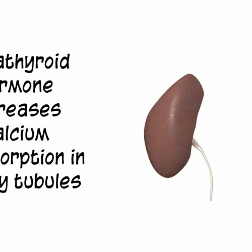 Endocrine System: Calcitonin and Parathyroid Hormone