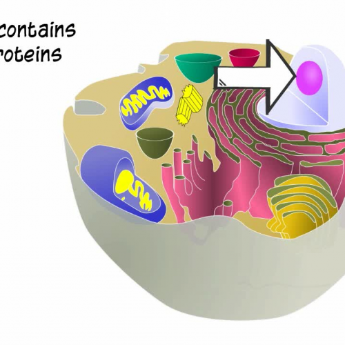 Cell Organelles