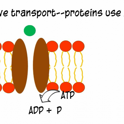 Cell Transport (Diffusion, Osmosis, Active Transport)