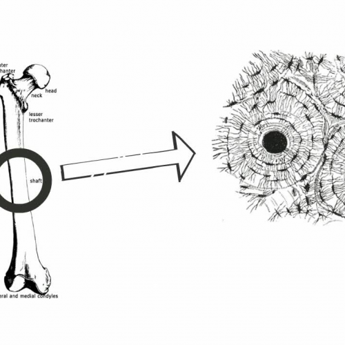 Anatomy and Physiology: Tissues: Connective Tissue