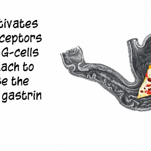 Digestive System: Control of Gastric Secretions