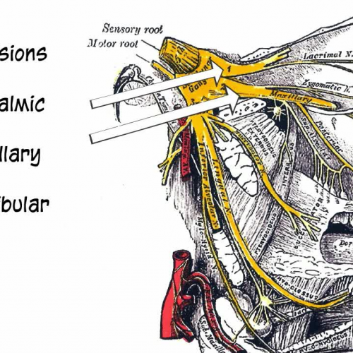 Nervous System: Cranial Nerves