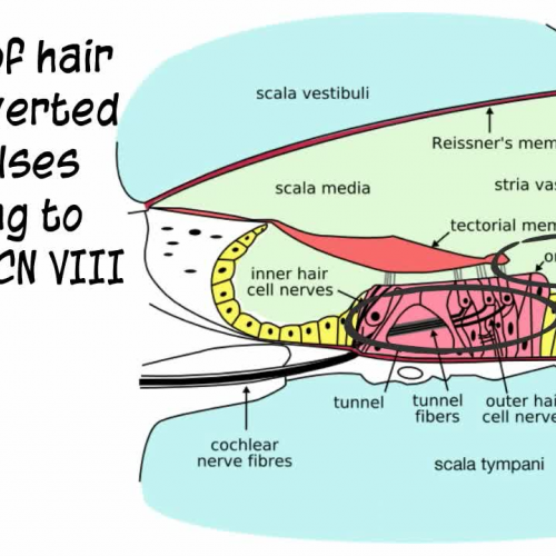 Anatomy of the Ear