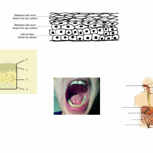 Anatomy and Physiology: Tissues: Epithelium