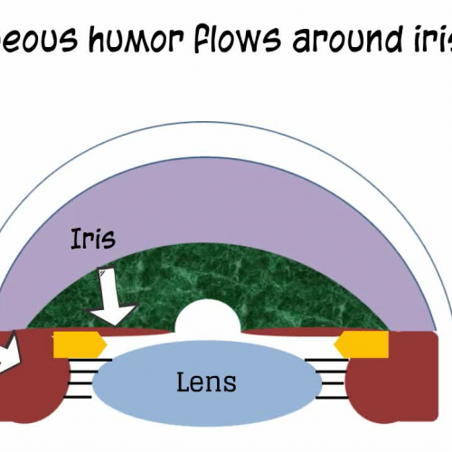 Anatomy of the Eye