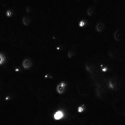 Blood Extracellular Vesicles using the Nanoparticle Tracking Analyser