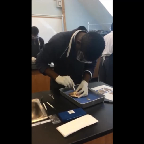 KW - Dissection of Cow Heart