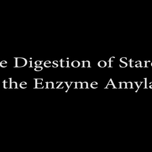The Digestion of Starch by the Enzyme Amylase