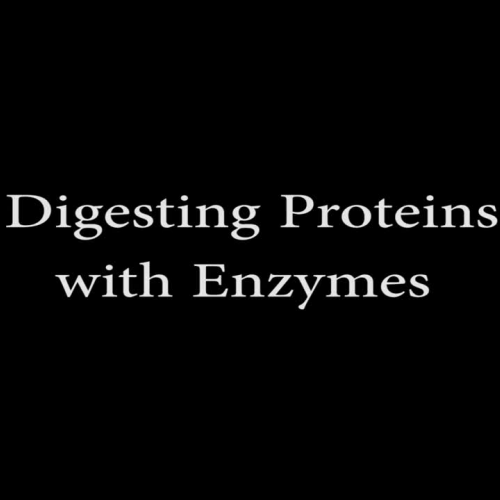 Digesting Proteins with Enzymes