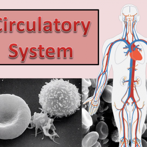 Circulatory Sytem