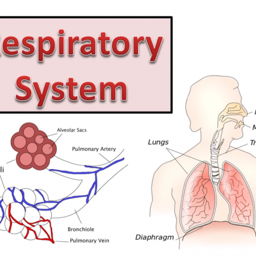 Respiratory System