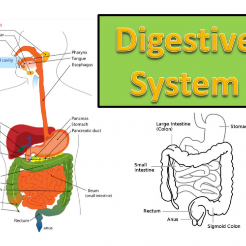 Digestive System