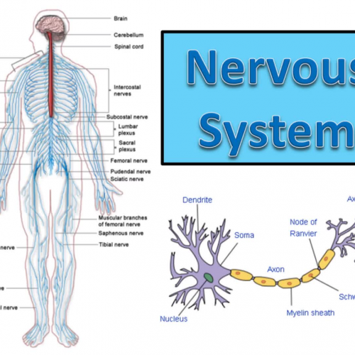 Nervous System