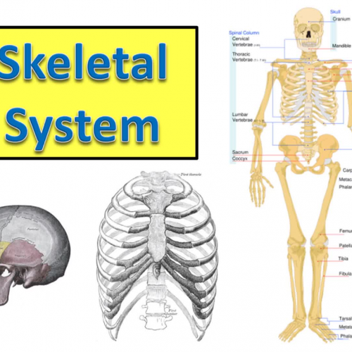 Skeletal System